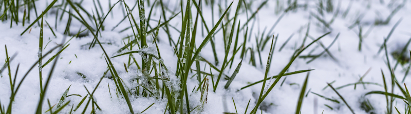 Jardinería estacional invierno | Robert Jardineros