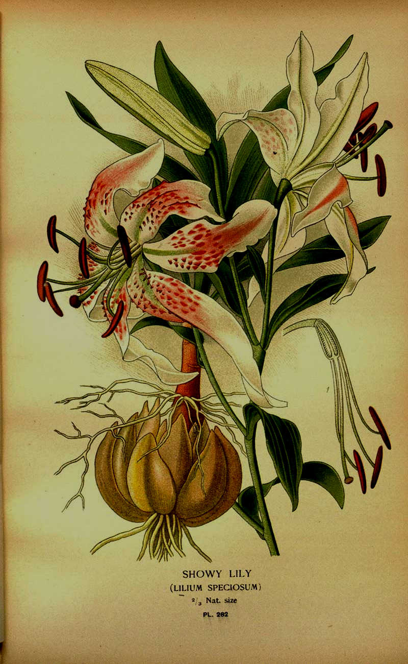 Limpieza de jardines